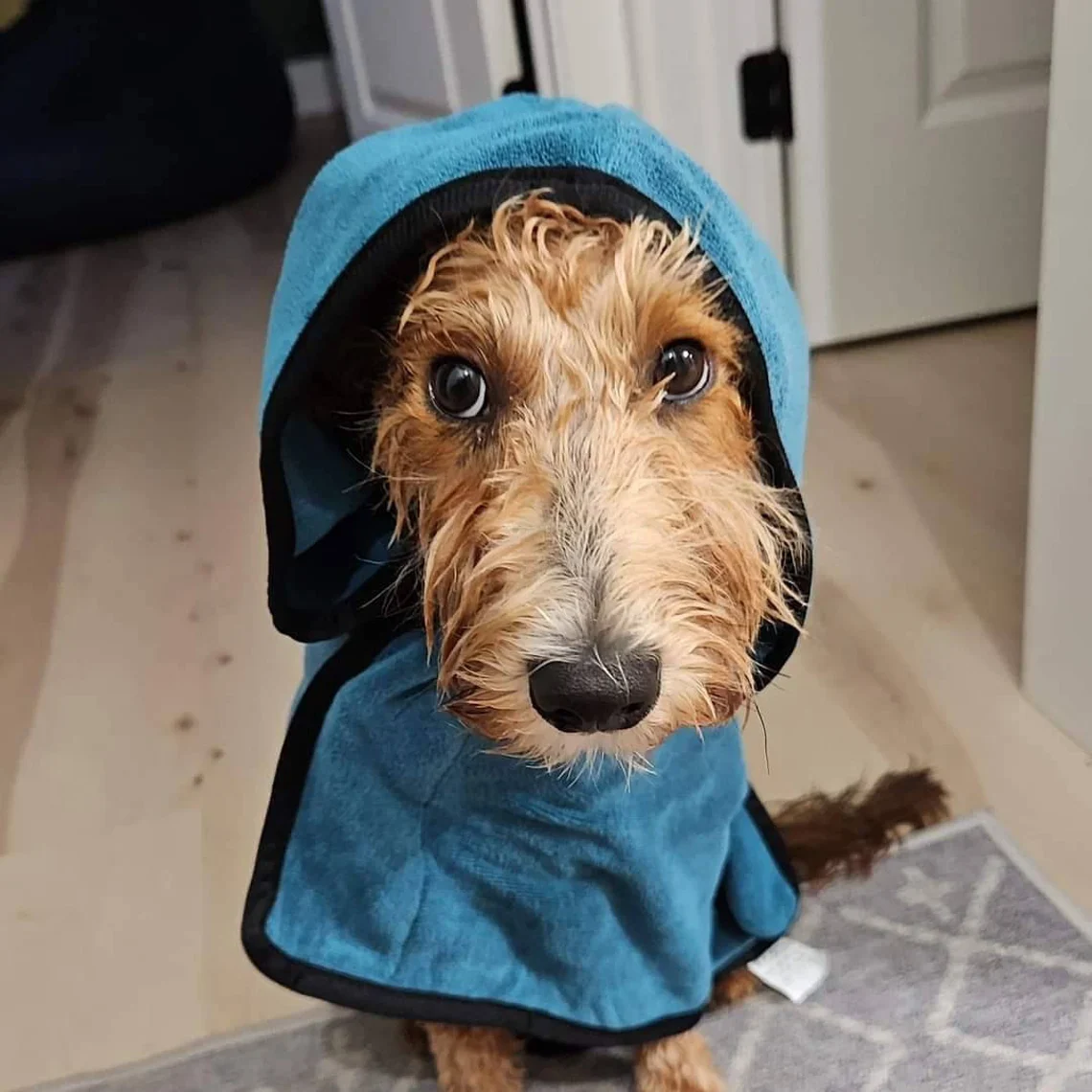 Personalized Dog Robe | Embroidered Pet Bathrobe & Towel Gift - Image 5