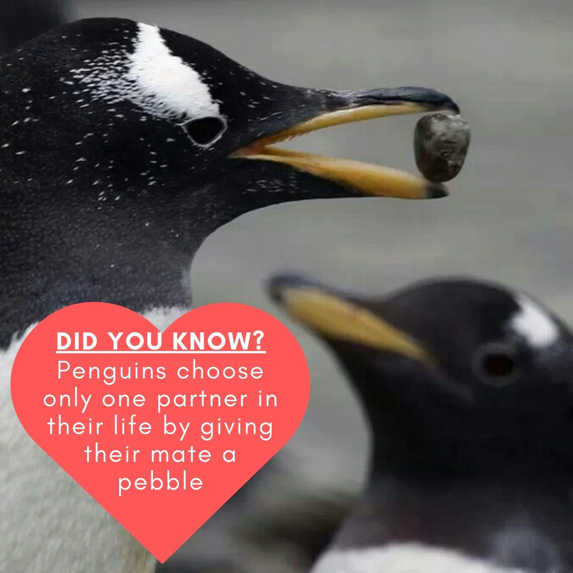 Personalized Penguin Valentine’s Gift for Him & Her | Custom Pebble - Image 3