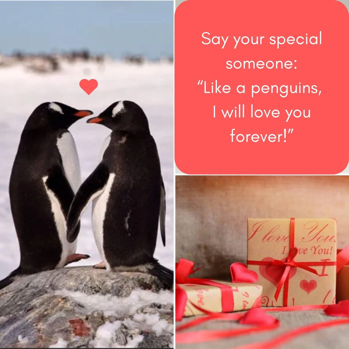 Personalized Penguin Valentine’s Gift for Him & Her | Custom Pebble - Image 4