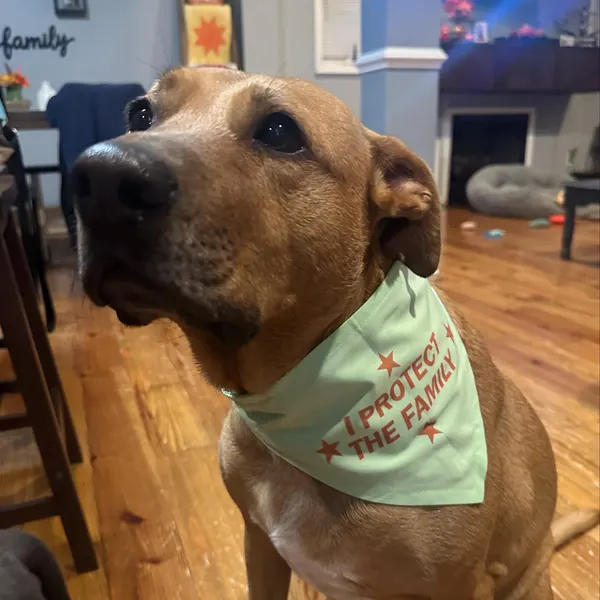 Scrunchie Dog Bandana – Handmade Pet Scarf for All Breeds - Image 5